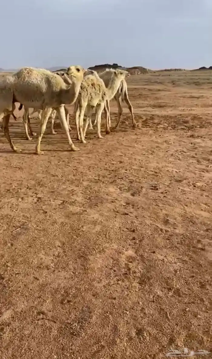 6 حشو للبيع 1