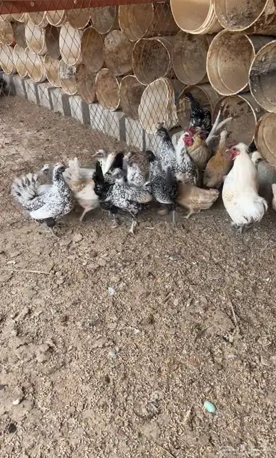 دجاج بياض 2