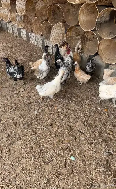 دجاج بياض 4