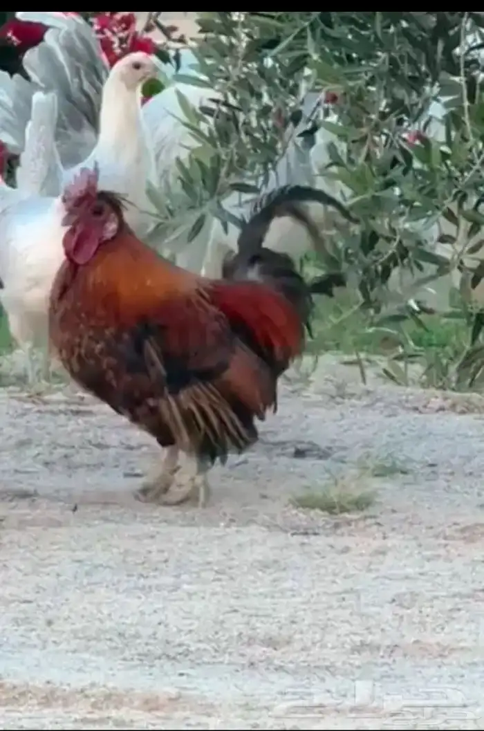 تم البيع 1