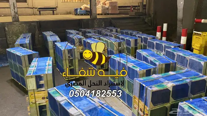 نحل مصري مرزوم 0