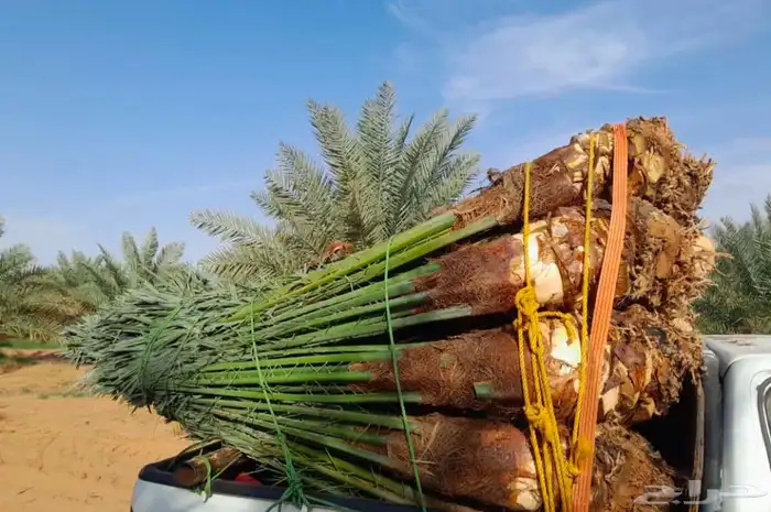 نخيل مثمر للبيع 5