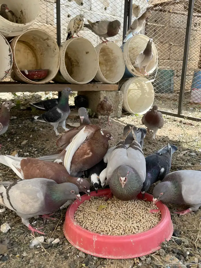 حمام منوع سوري و زاجل و شيرازي 0