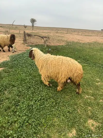 جذعات مواليد 10