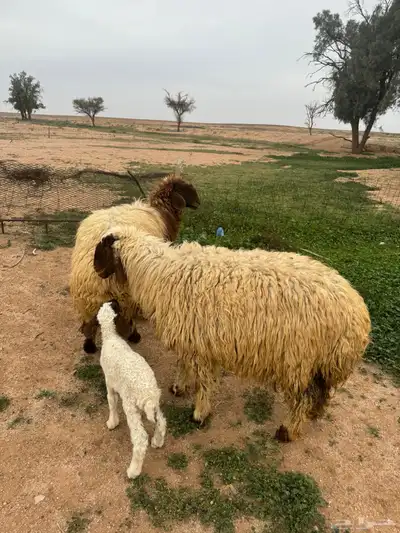 جذعات مواليد 5