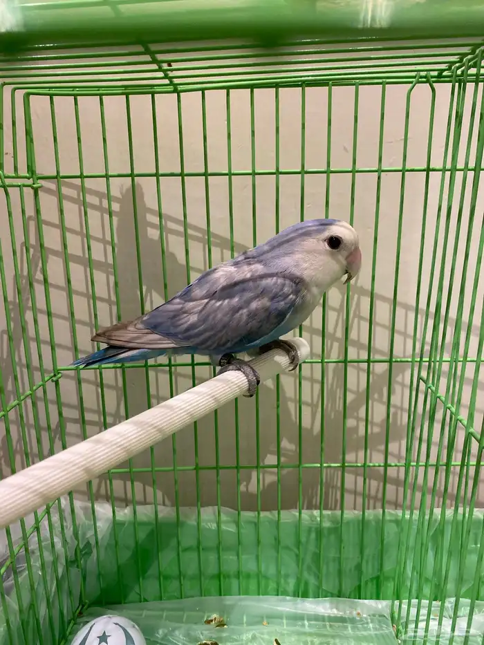 ببغاء روز 0