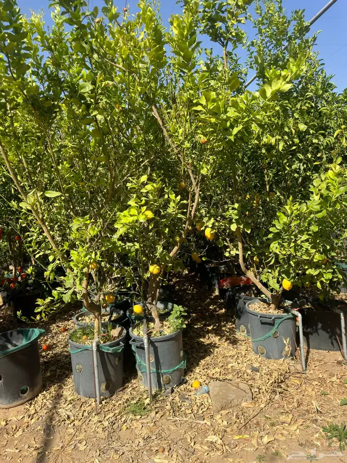 اشجار حمضيات احجام كبيرة بالجملة   نجران 9