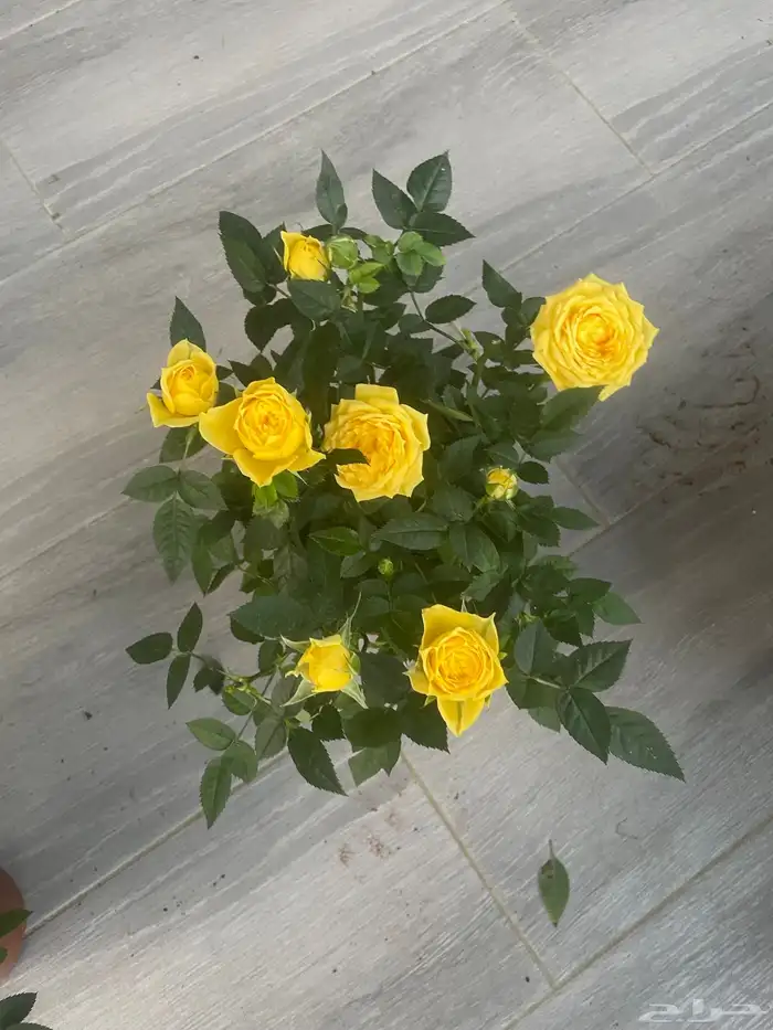 تنسيق حدائق وزراعه 4