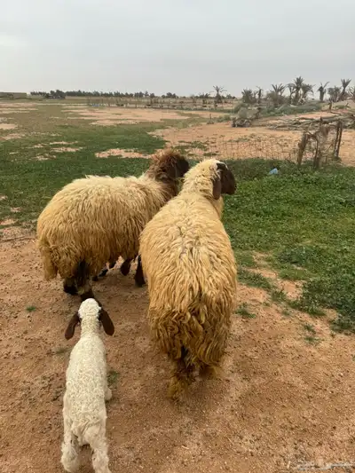 جذعات مواليد 8