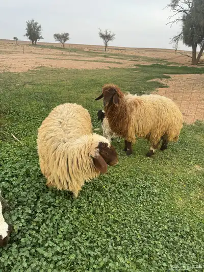 جذعات مواليد 1