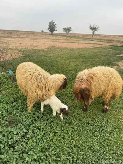 جذعات مواليد 2