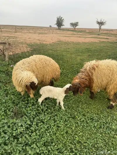 جذعات مواليد 3