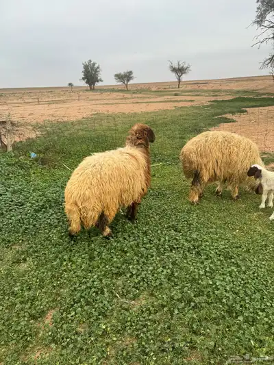 جذعات مواليد 6