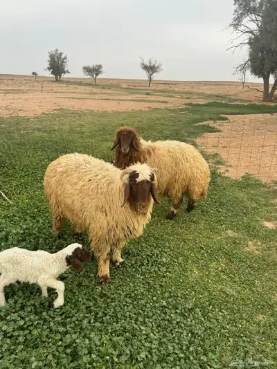جذعات مواليد 0