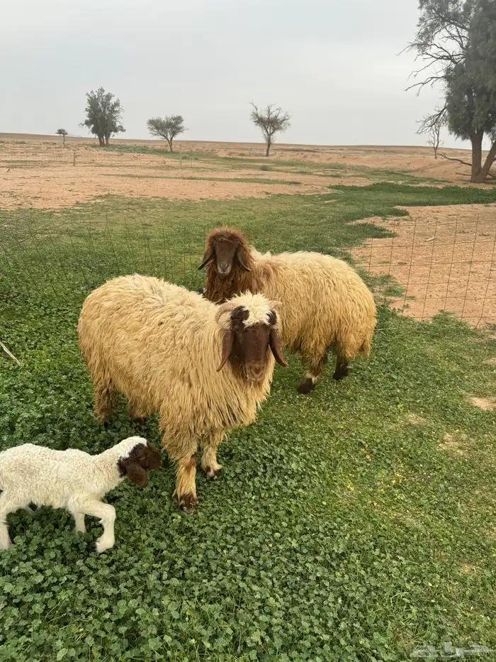 جذعات مواليد 0