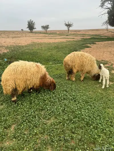جذعات مواليد 9