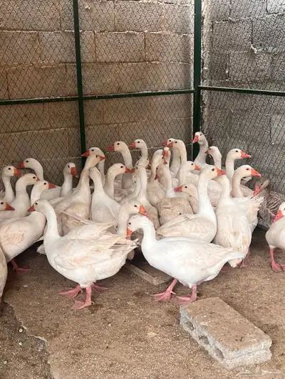 للبيع وز ابيض عربي ( تم البيع ) 2