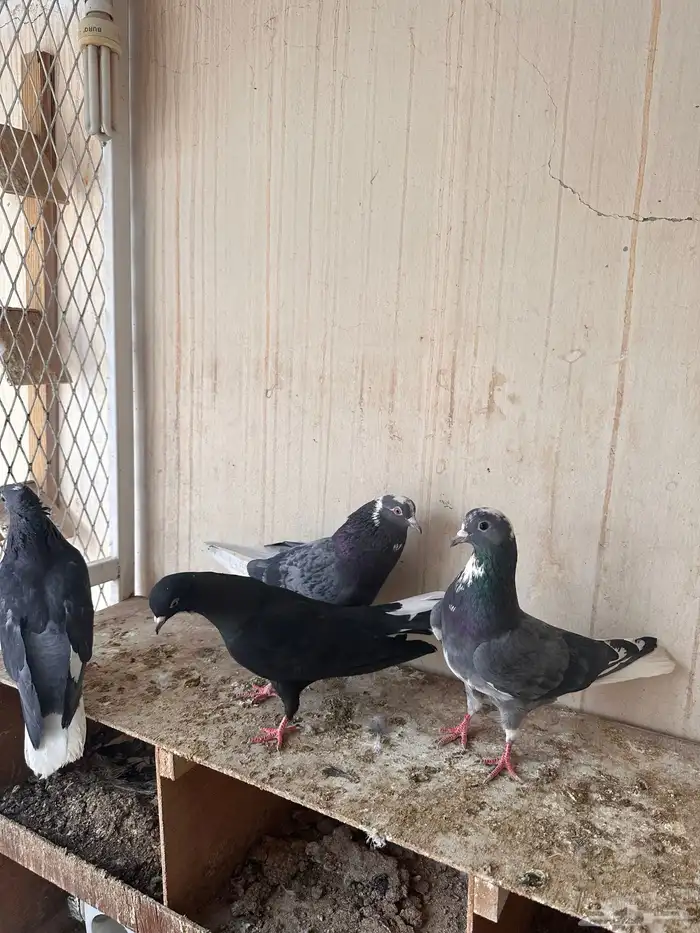 حمام قطيف قلابي 0
