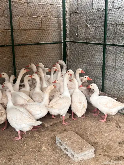 للبيع وز ابيض عربي ( تم البيع ) 0