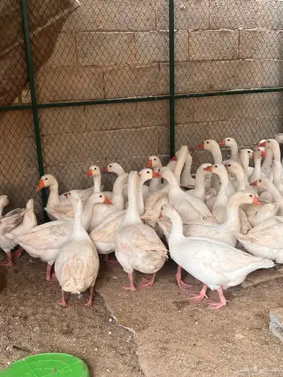 للبيع وز ابيض عربي ( تم البيع ) 1
