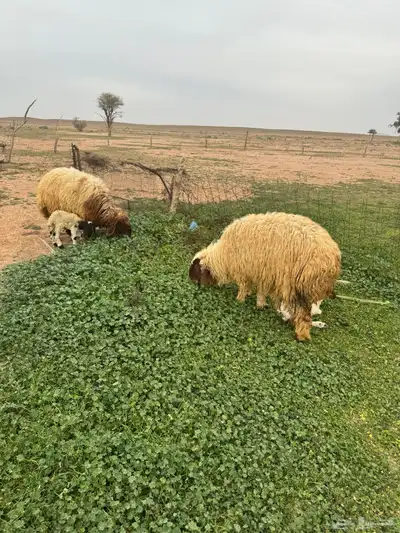 جذعات مواليد 11
