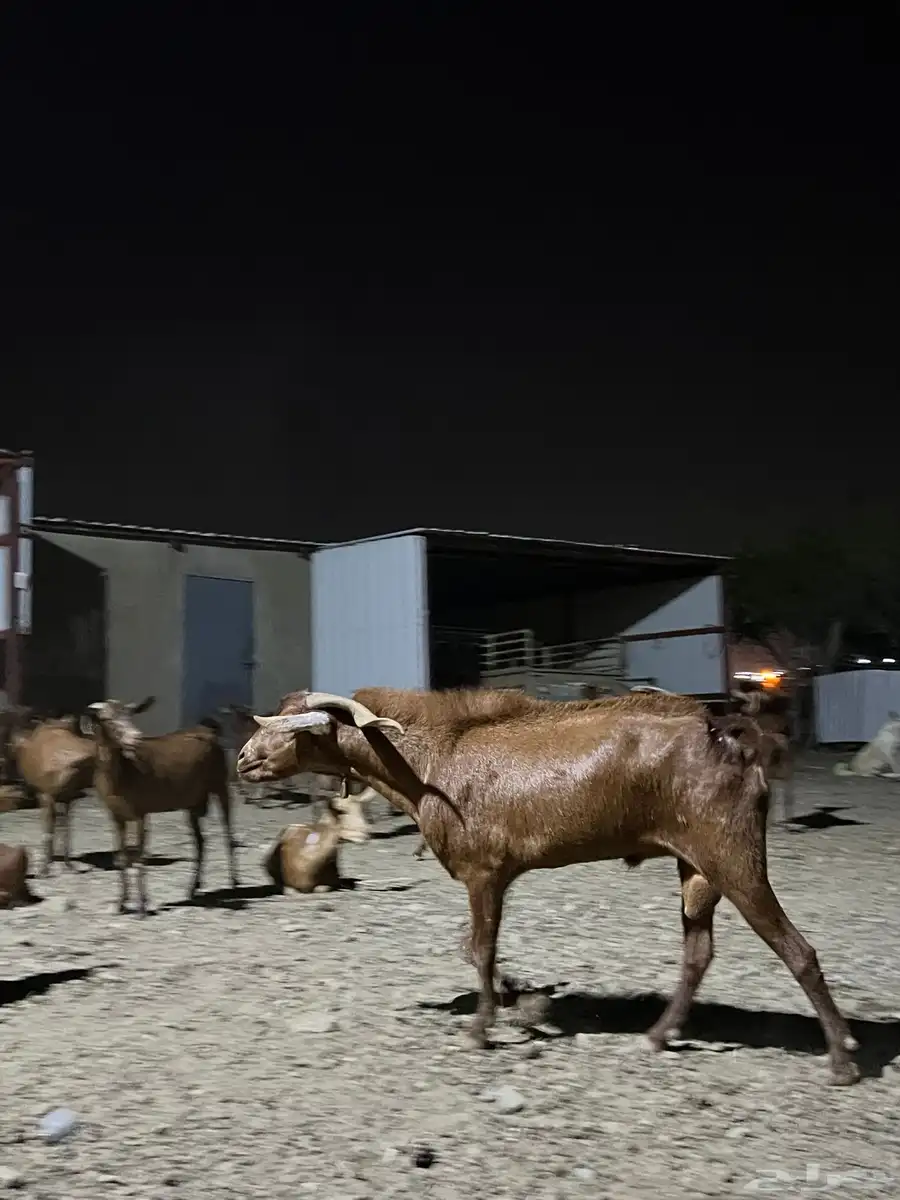 تيس فحل أدهم 0