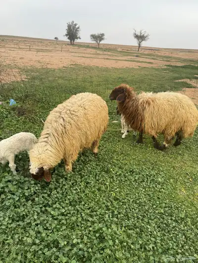 جذعات مواليد 4