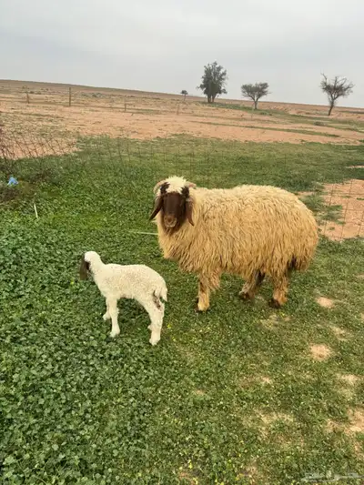 جذعات مواليد 12