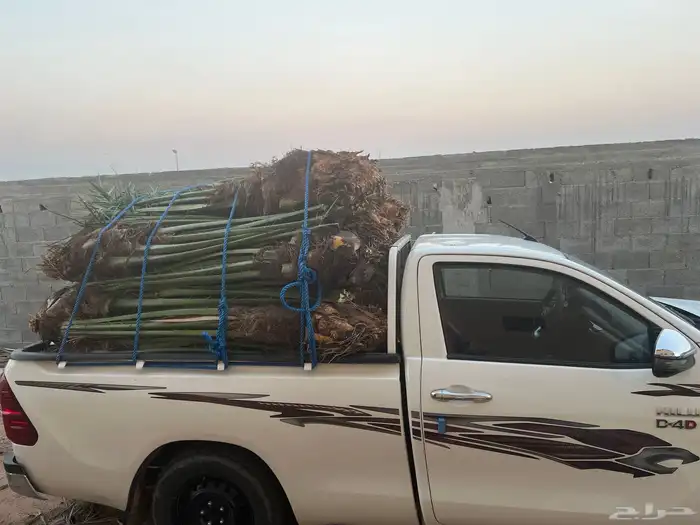 نخل مثمر للبيع 3