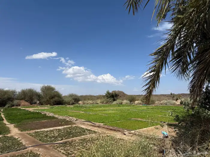 للبيع ارض زراعية في ابيار الماشي المدينة المنورة بسعر مغري 8