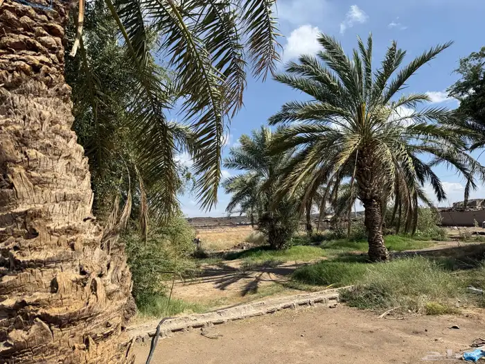 للبيع ارض زراعية في ابيار الماشي المدينة المنورة بسعر مغري 5
