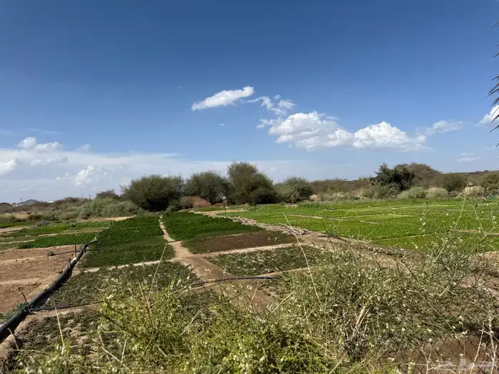 للبيع ارض زراعية في ابيار الماشي المدينة المنورة بسعر مغري 11