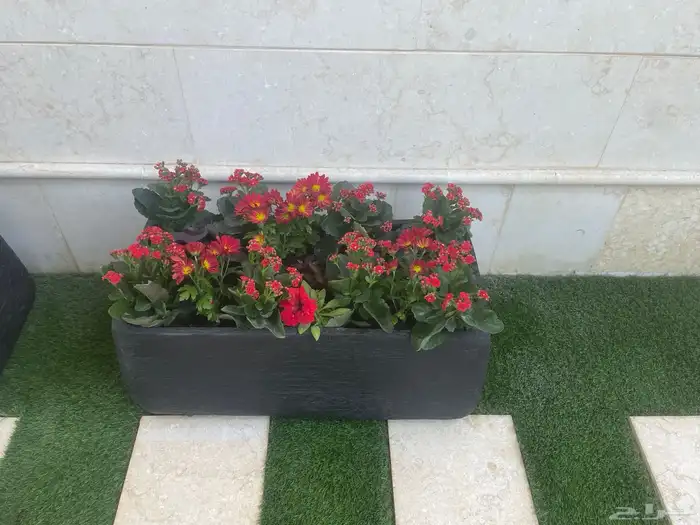 تنسيق حدائق وزراعه 5