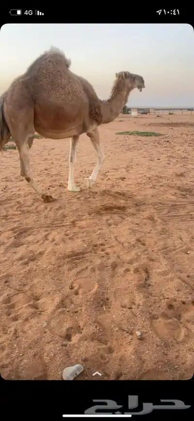 خفوق 0