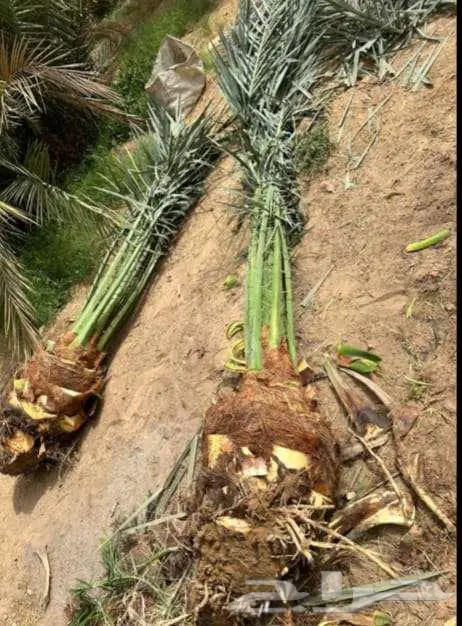 للبيع النخيل 5