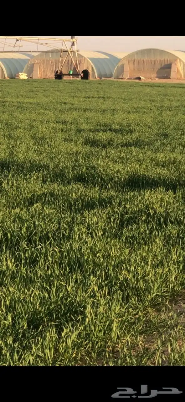للبيع مزرعه في البدائع 0