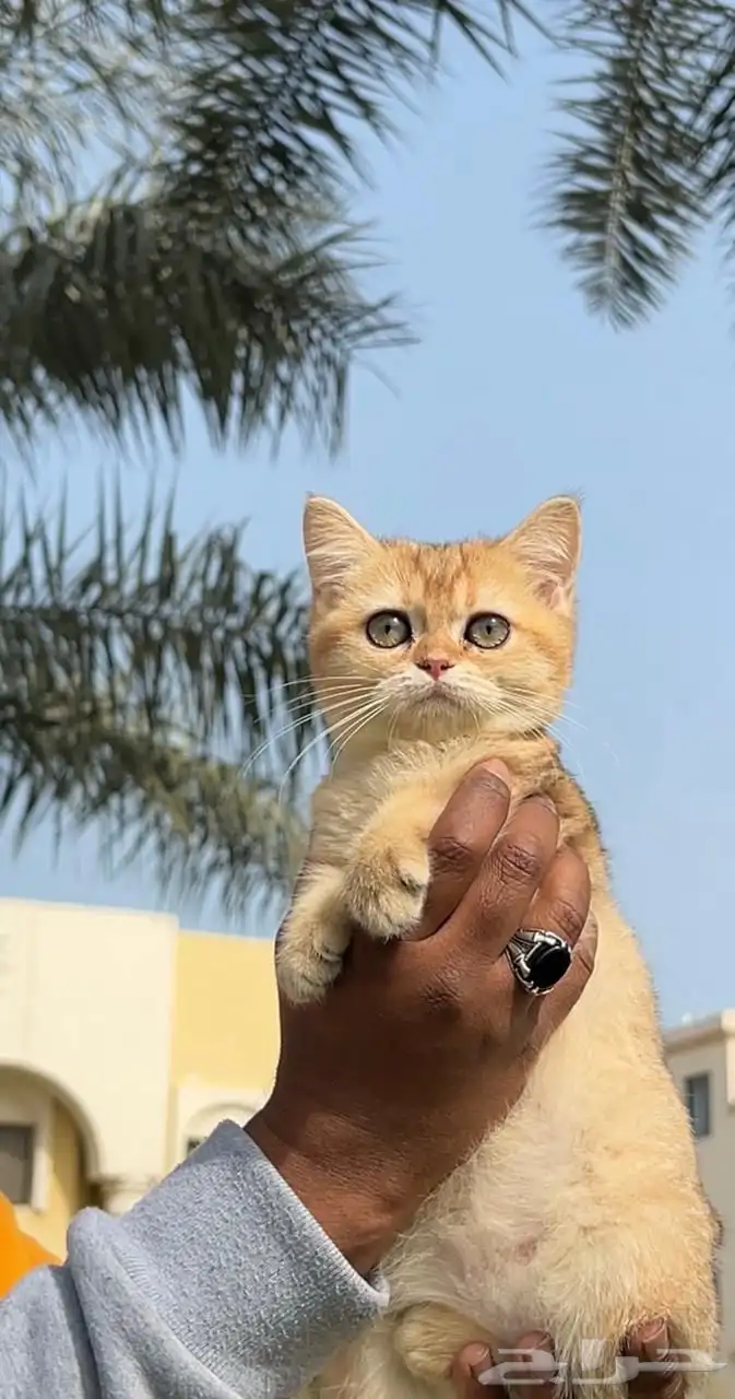 للبيع سكوتش بريتيش 0