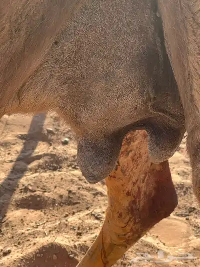 تم للبيع 2