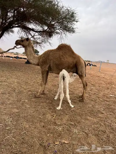 تم للبيع 1