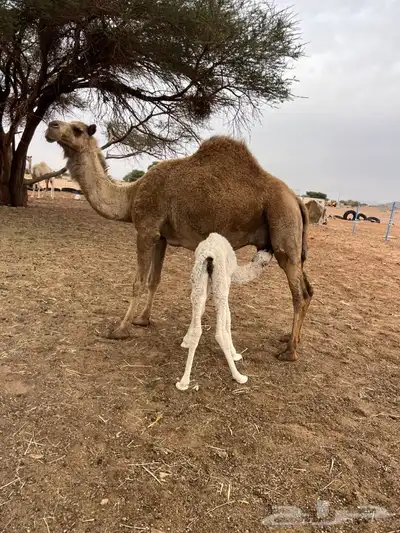تم للبيع 0