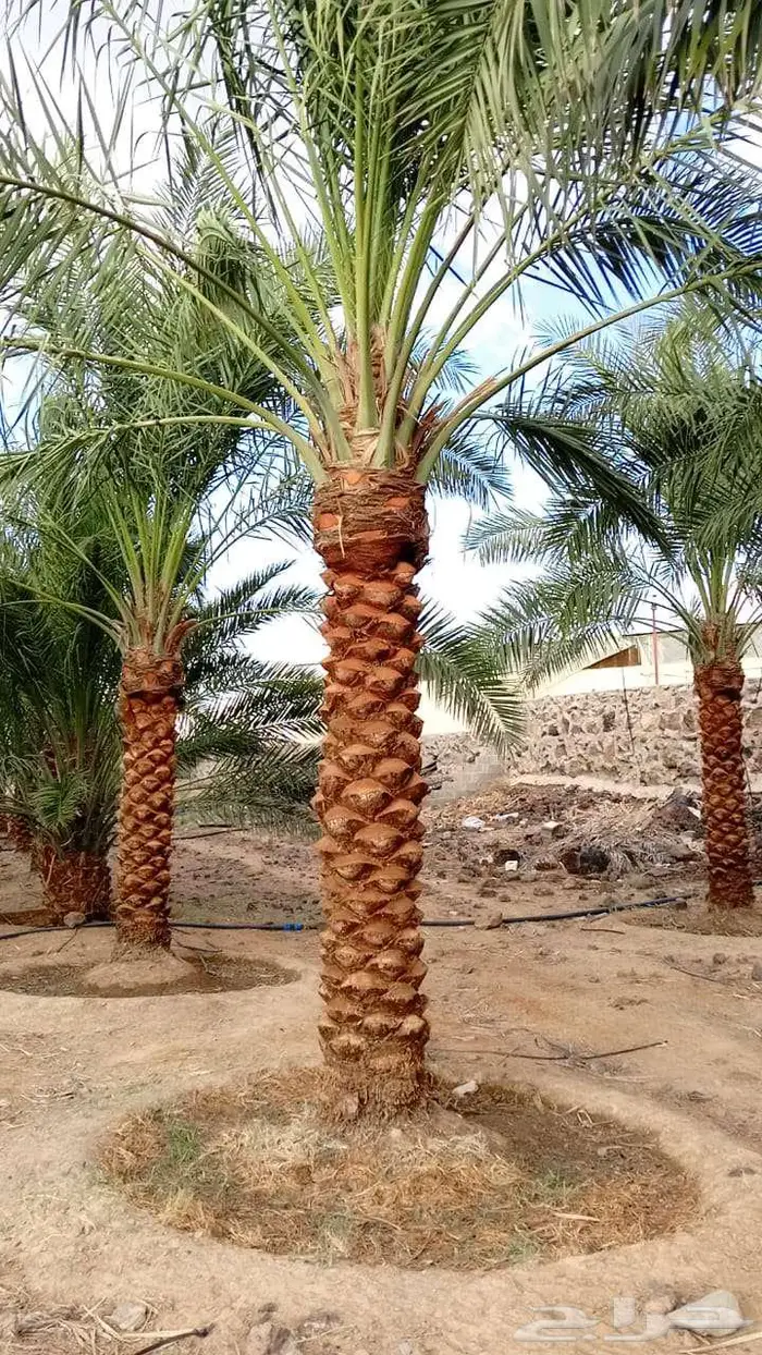 للبيع النخيل 4