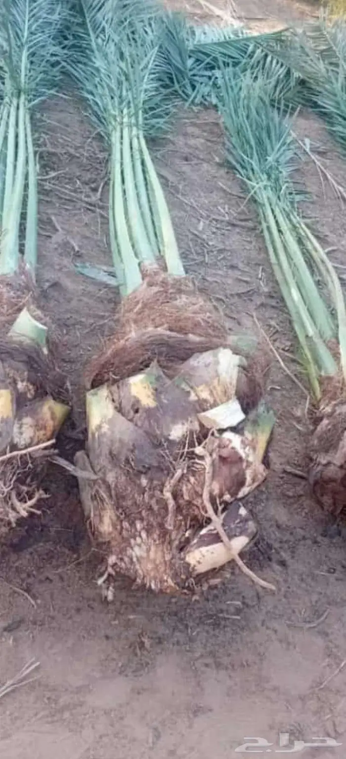 للبيع النخيل 6