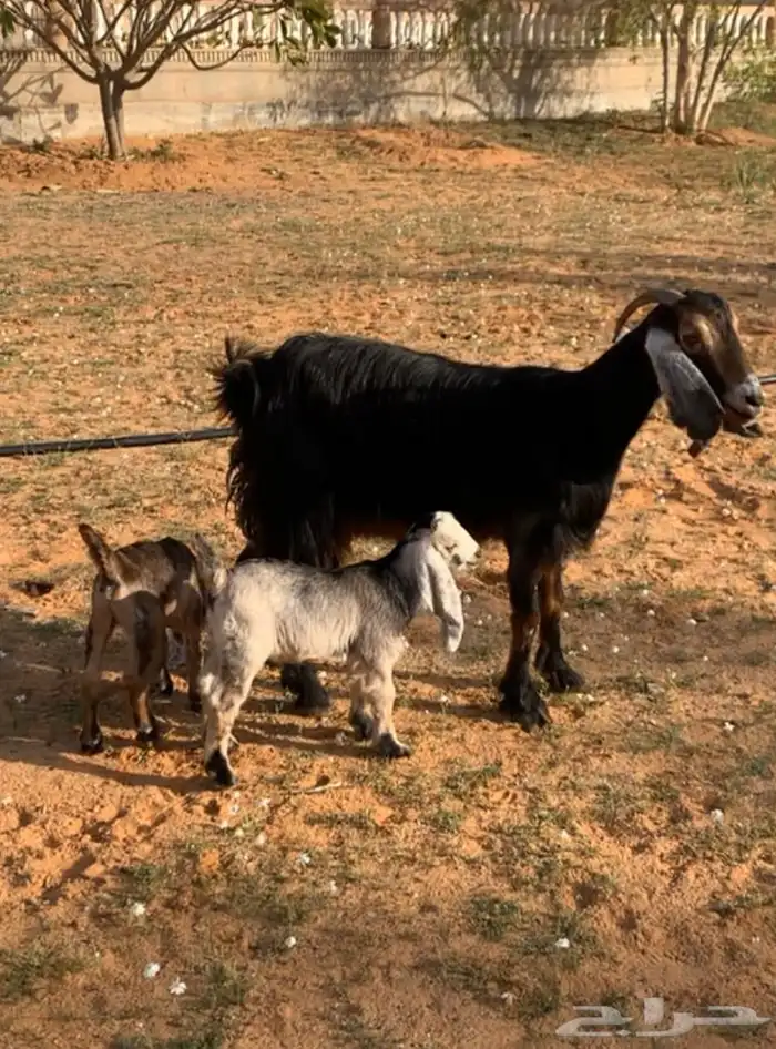 عنز والد 1