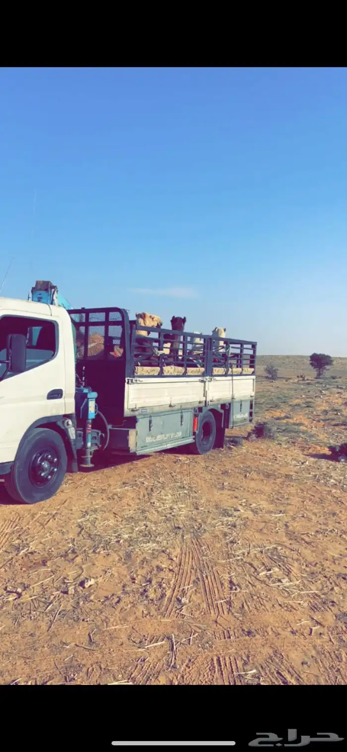 دينا ونش 0