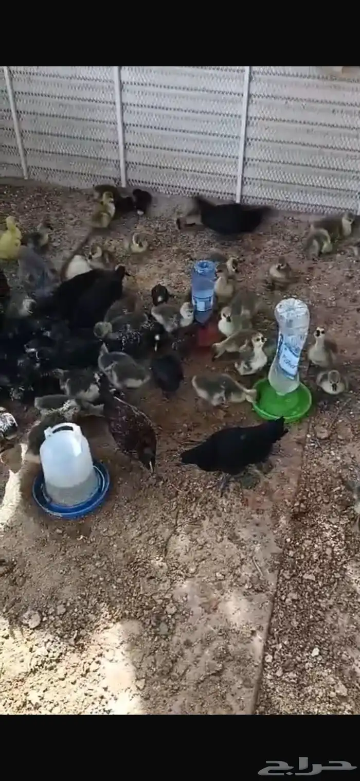 وز عراقي بسعر خيالي 22