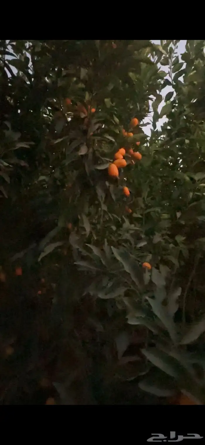اشجار حمضيات احجام كبيرة بالجملة   نجران 2