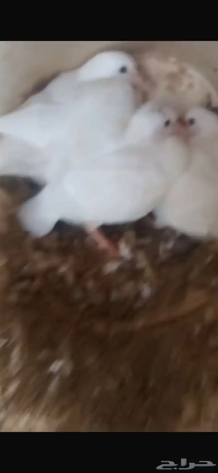 حمام لاحم فرنسي 9