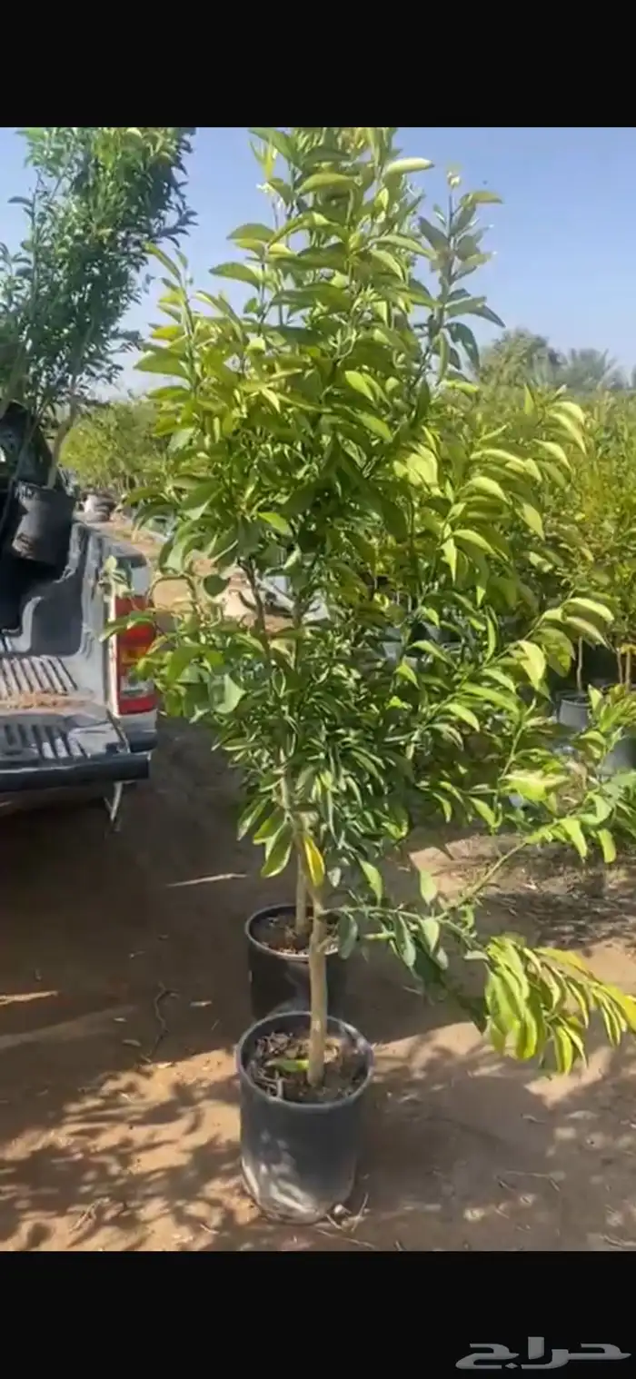 اشجار حمضيات احجام كبيرة بالجملة   نجران 10