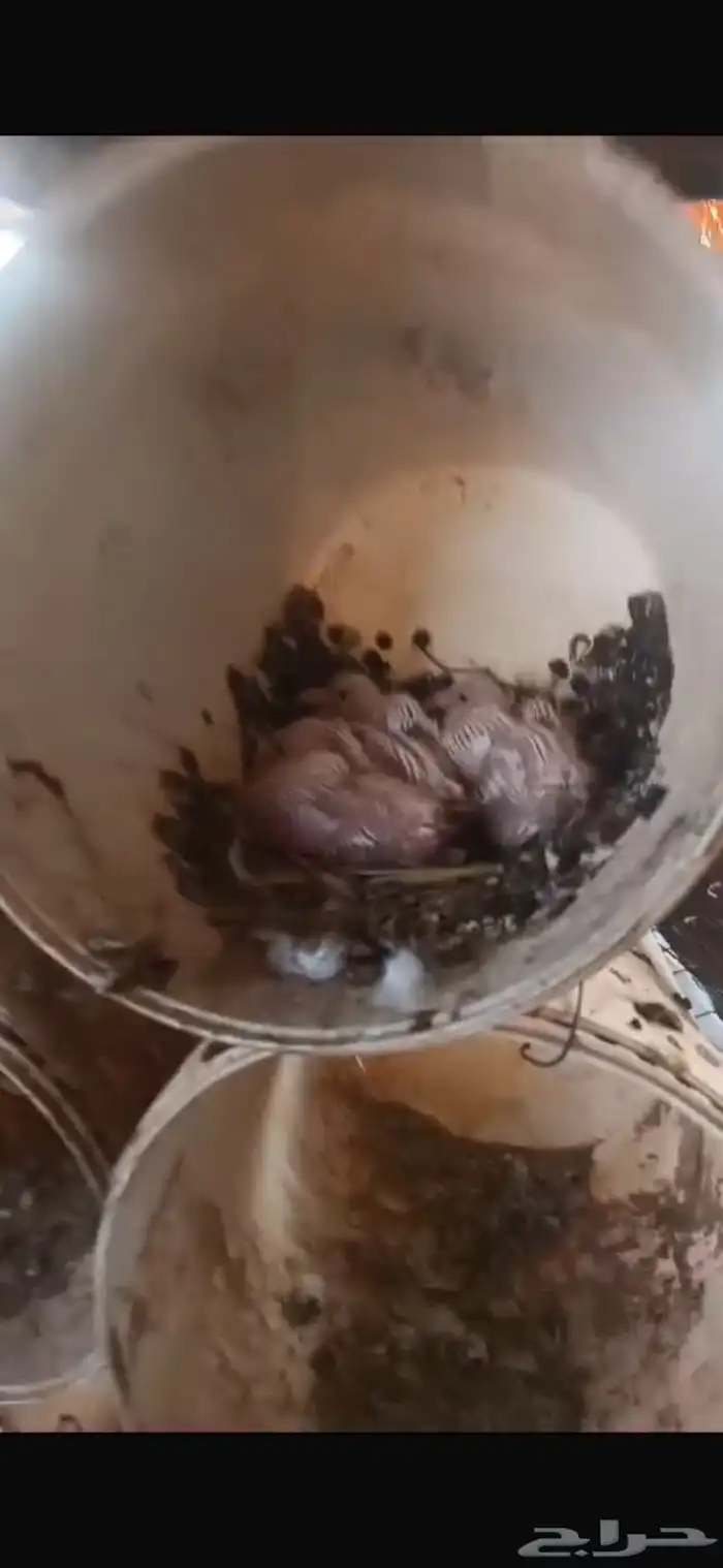 حمام لاحم فرنسي 4