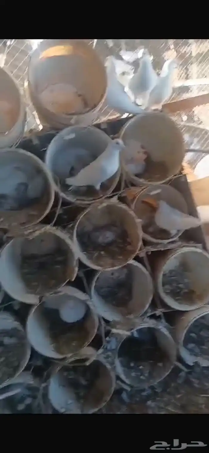 حمام لاحم فرنسي 18